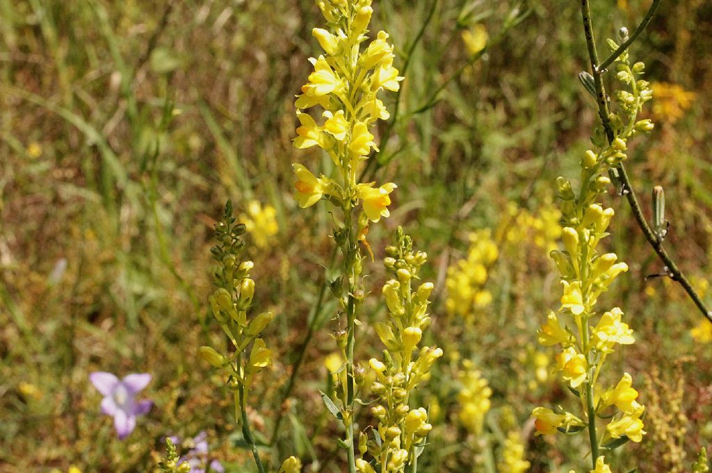 Linaria angustissima